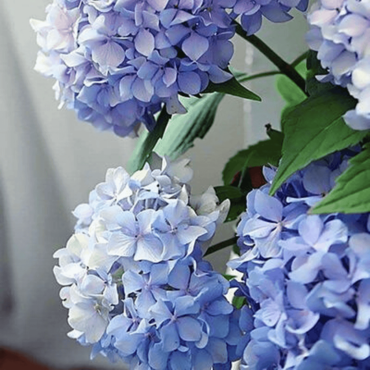 Happily Hydrangea