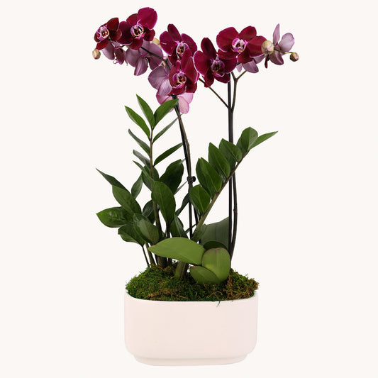 Orchid Oasis