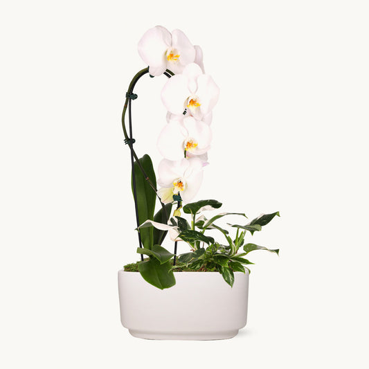 NYBG Crystal Cascading Orchid