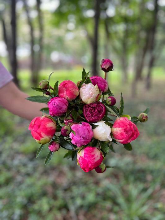 Peonies at Your Door