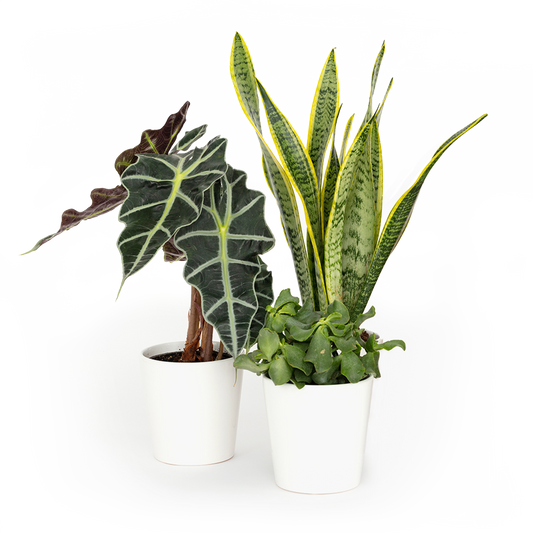 Bloomsy Plants